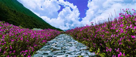 Valley Of Flowers Trek Blog 2020 Valley Of Flowers Opening Dates 2020