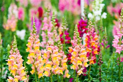 Snapdragon Guide How To Grow Care For Antirrhinum 50 Off