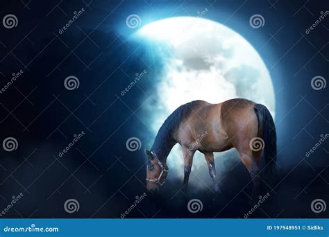 Horse In Night Stock Image Image Of Night Full Horse 197948951