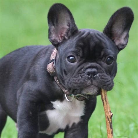 French bulldogs come in a dozens of coat colors. French Bulldogs With Blue Eyes: Risks, Health & Eye Color ...