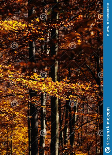 Nature Autumn Sunshine Leaves Yellow Stock Image Image Of Carpathian