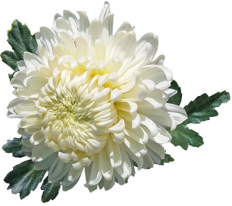 Chrysanthemum White Flower Free Photo On Pixabay