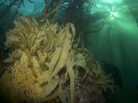 Namibia Kelp Forest Project Gets Funding Boost · Fishing Industry News