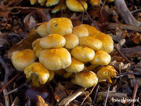 Karen S Nature Photography Big Cluster Of Small Yellow Mushrooms