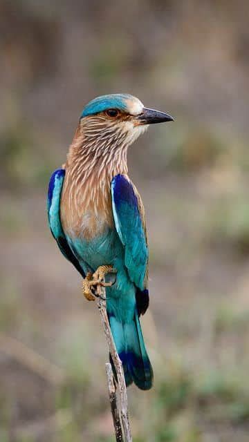 8 Rarest Bird Species Found In India