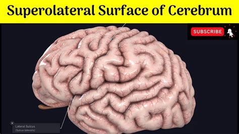 Superolateral Surface Of Cerebrum Lobes Sulci Central Sulcus Of