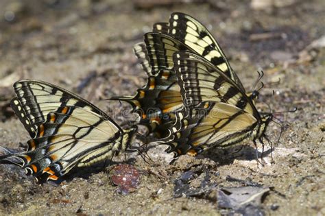 Un Grupo De Mariposas Del Swallowtail Del Tigre Glaucas De Papilio