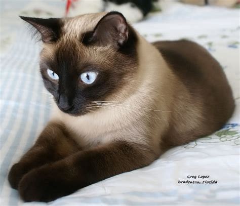 Siamese Cats Picture Biological Science Picture Directory