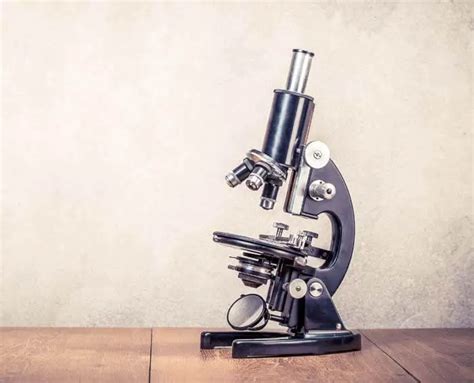 5 Best Hobby Microscope Reviews 2023 Beginner Friendly