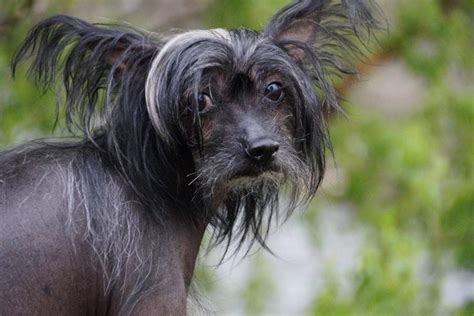 Chinese Crested Temeperament Care And Origins Full Guide