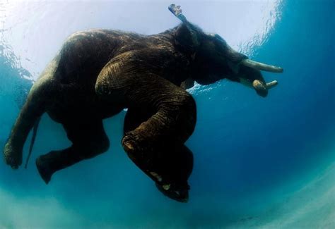 Swimming Elephant Elephant Underwater Animals Elephant Photography