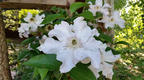 Check spelling or type a new query. Clematis 'White Snow Queen' #sonomahort 3970 Azalea Lane ...