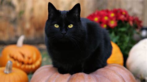 Black Cats Halloween Why Are They Considered Bad Luck