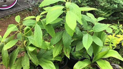 With avocados, excessive thickening at the union (join) or large differences between rootstock and scion thickness are signs of incompatibility, a poor rootstock or a diseased scion. Growing AVOCADO = Persea Americana UPDATE - YouTube