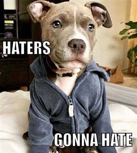 Funny Pitbull Pictures With Words