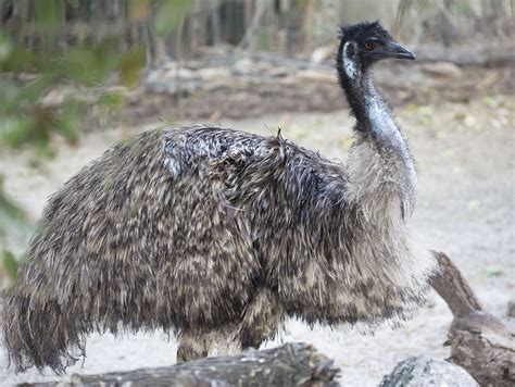 Pictures And Information On Emu