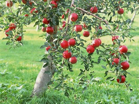 Most Beautiful Food Trees Wordless Can You Guess The