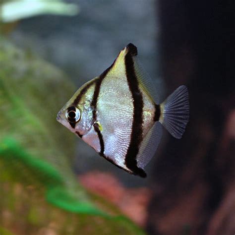Tropical Fish For Brackish Aquariums Mono Sebae