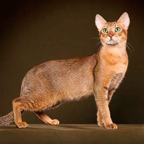 The Chausie Is A Domestic Breed Of Cat That Was Developed By Breeding A