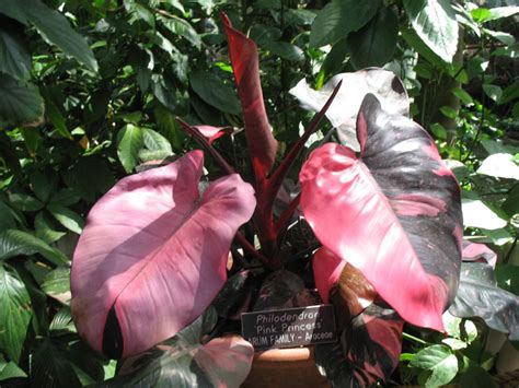 Philodendron Pink Princess Grow And Care Philodendron Plant
