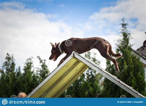 Crazy Border Collie Is Running In Agility Park Stock Photo Image Of