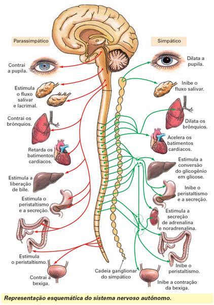 O Sistema Nervoso Resumo Características Anatomia Fisiologia