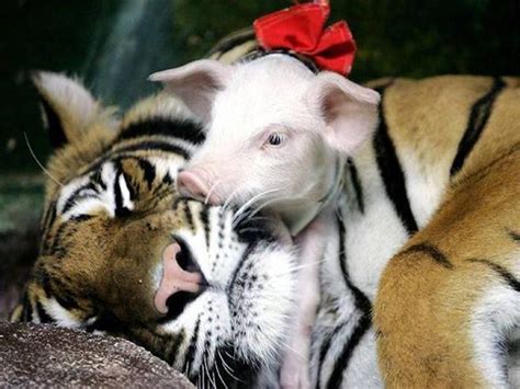 Touching Animal Photos Animals Friendship Unlikely Animal Friends