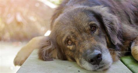 Senior Dogs for Adoption: Why Adopting an Older Dog Is the Best | BeChewy
