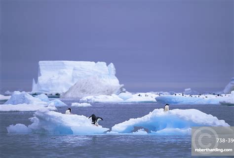 Adelie Penguins On Iceberg Paulet Stock Photo