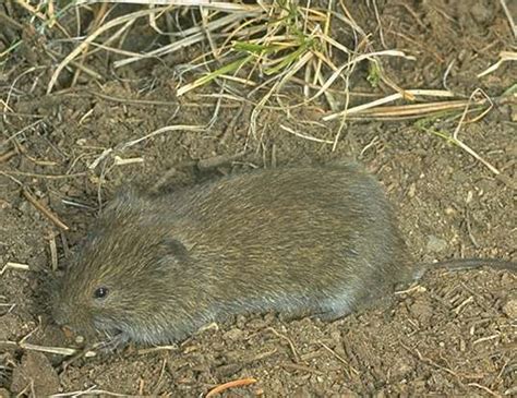 Long Tailed Vole Life Expectancy