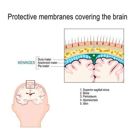 Meninges Characteristics And Functions Muy Salud