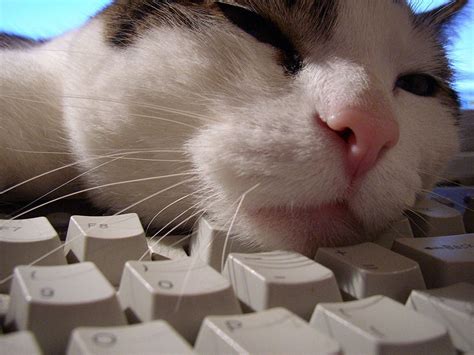 Katze Tastatur Tiere Cat Sleeping Funny Cats Cats
