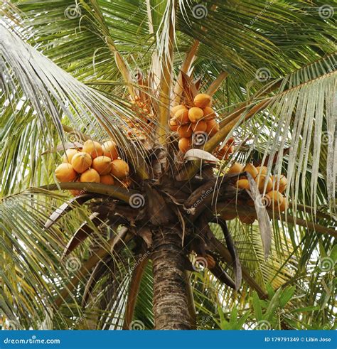 Red Tender Coconut In Its Own Tree Stock Image Image Of Palm Drink