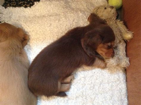 A as responsible dachshund breeders of american kennel club long haired dachshund, we want to ensure that our doxies find a forever home.therefore. Miniature Long Haired Dachshund Puppies | Gateshead, Tyne ...