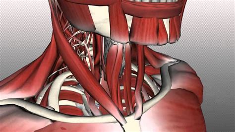 Back Of Neck Anatomy Anatomy Of The Cervical Spine And Neck Neck