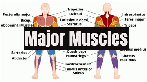 Muscles In The Body Front And Back This Muscular System Picture Shows