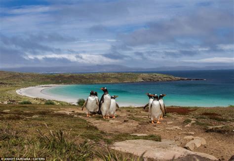 Falkland Islands Beautiful Scenery And Amazing Wildlife Captured In