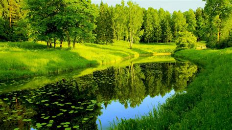 Lake With Leaves Between Green Grass Covered Forest With Reflection