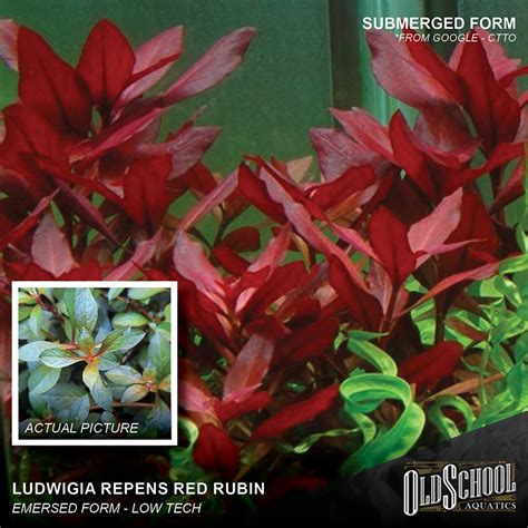 Ludwigia Red Rubin Lowtech Aquatic Plant Shopee Philippines