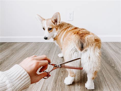 How Long Should You Walk A Corgi