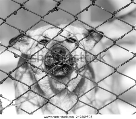 Angry Dog Behind Fence Stock Photo 249669508 Shutterstock