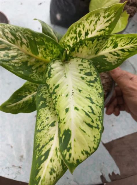 Bonsai Dieffenbachia Sparkle Plant Dumb Cane And Dieffenbachia