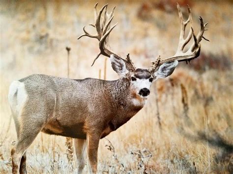 Image Result For Magnificent Seven Mule Deer Mule Deer Hunting Deer