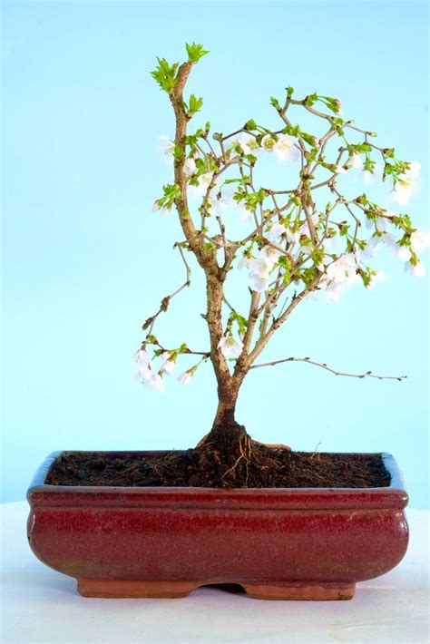 Flowering Cherry Blossom Outdoor Bonsai With Autumnal Cherries