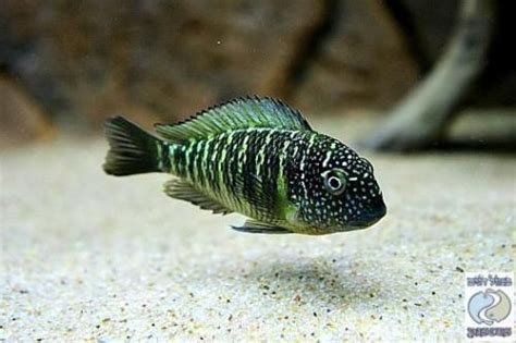 Tropheus Green Murago Rare African Cichlid Aquarium Freshwater