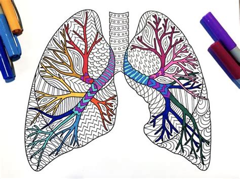 Lungs Human Anatomy Pdf Anatomy Coloring Page Etsy Esercizi