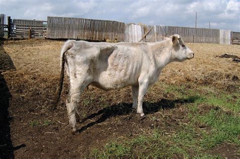 Problems And Benefits Of Twin Calves Grainews
