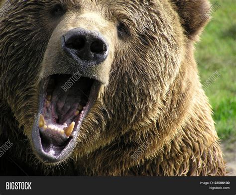 Angry Bear Image And Photo Free Trial Bigstock