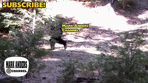 Bigfoot Seen In Idaho Youtube