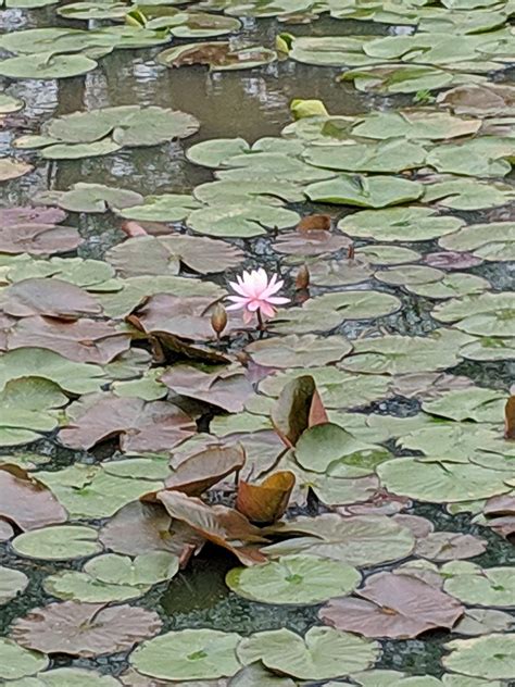 Water Lilies Kenilworth Aquatic Gardens Washington Dc 1139 Flickr